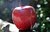 Red Chief Äpfel frisch in der 5 kg Box