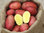 Kartoffeln rot festkochend Sorte: Laura 5 kg Netz