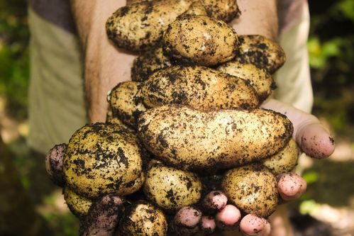 Bio Kartoffeln 6 kg Beutel Neue Ernte 2021