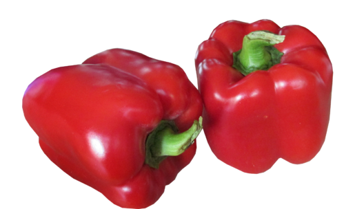 Paprika rot frisch Klasse 1 in der 5 kg Kiste aus Niederlande oder Spanien